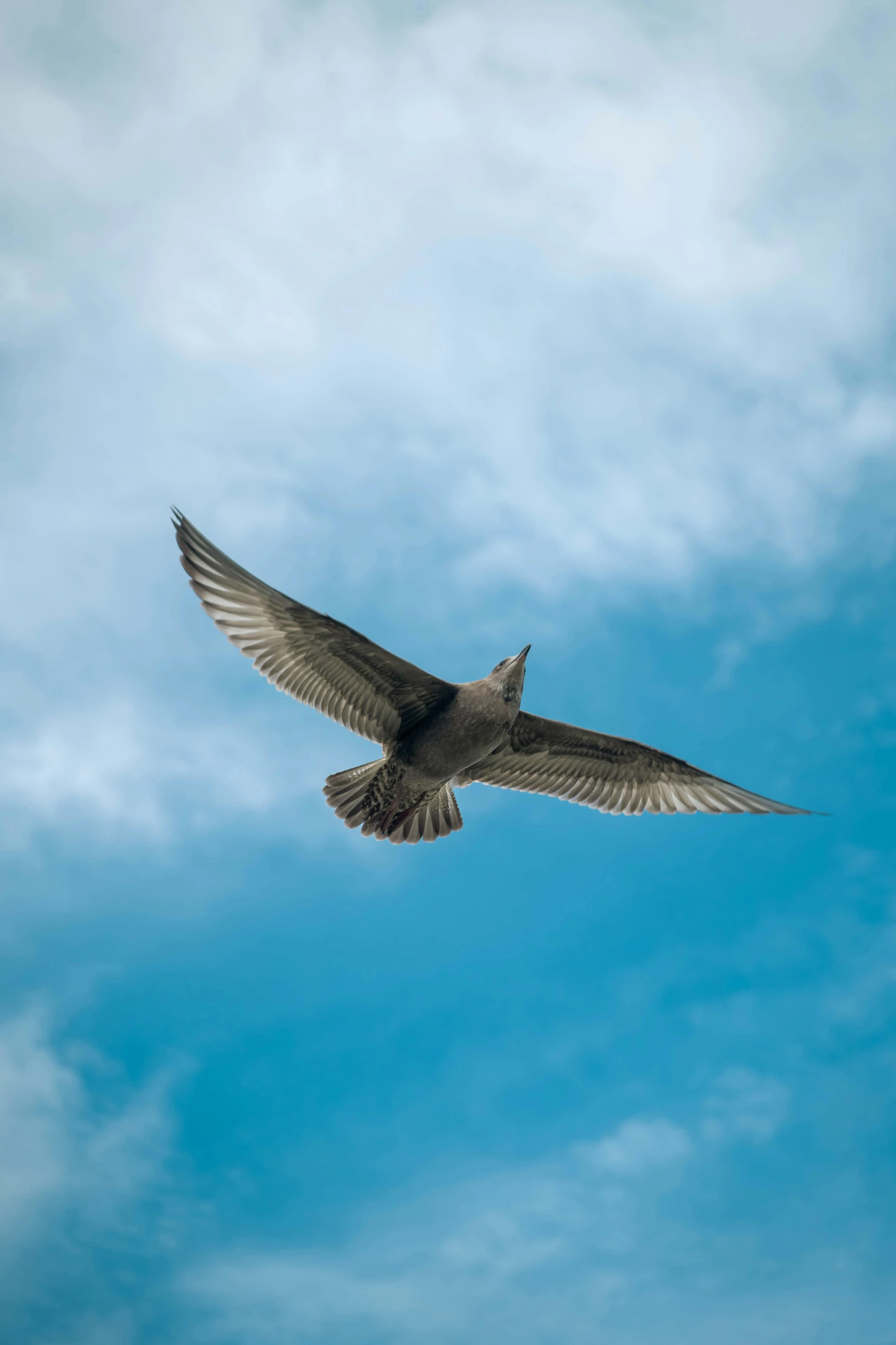 a bird that is flying in the sky, by Niko Henrichon, pexels contest winner, sharp irregular spiraling wings, blue skies, full frame, today\'s featured photograph 4k