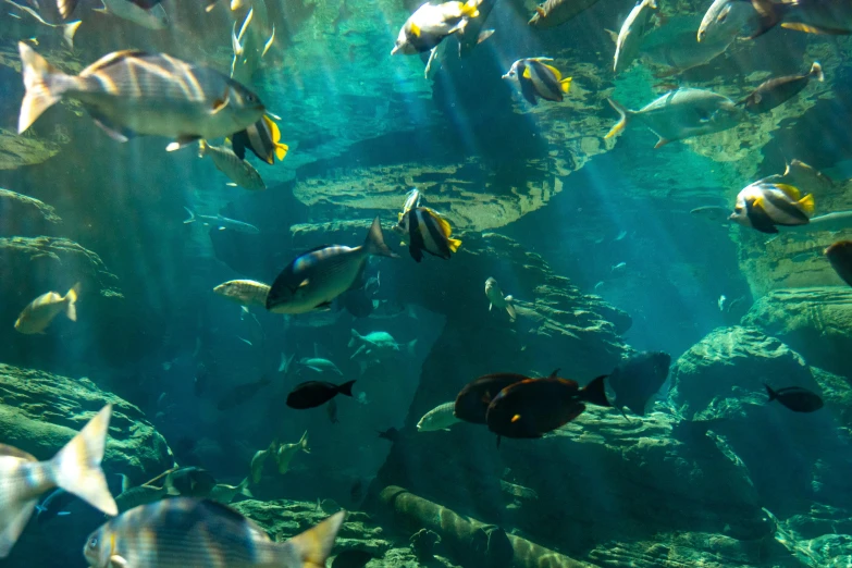 a group of fish swimming in an aquarium, by Greg Rutkowski, pexels contest winner, underwater city, universal background, bay area, thumbnail