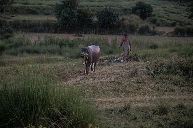 a man standing next to a horse in a field, madhubani, walking away from the camera, irrigation, low lighting