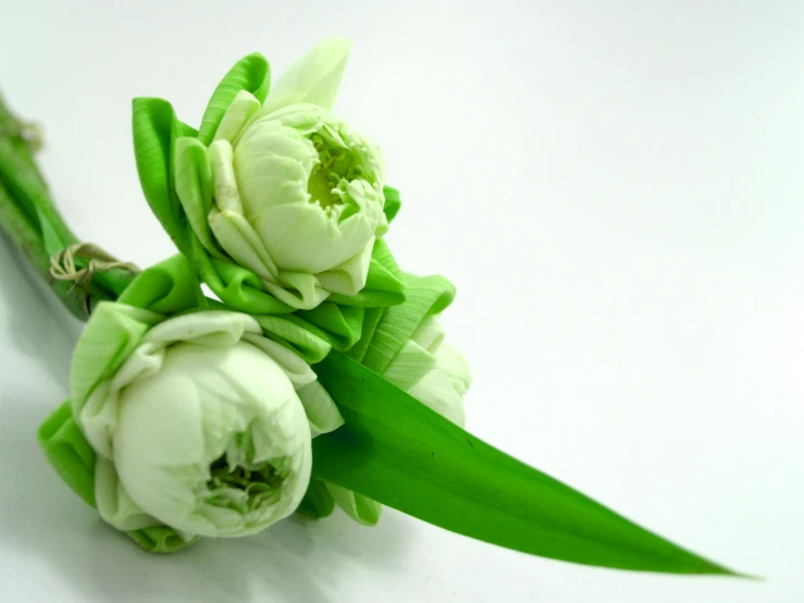 a bunch of white flowers sitting on top of a table, with a white background, lightgreen, detailed product image, green leaves