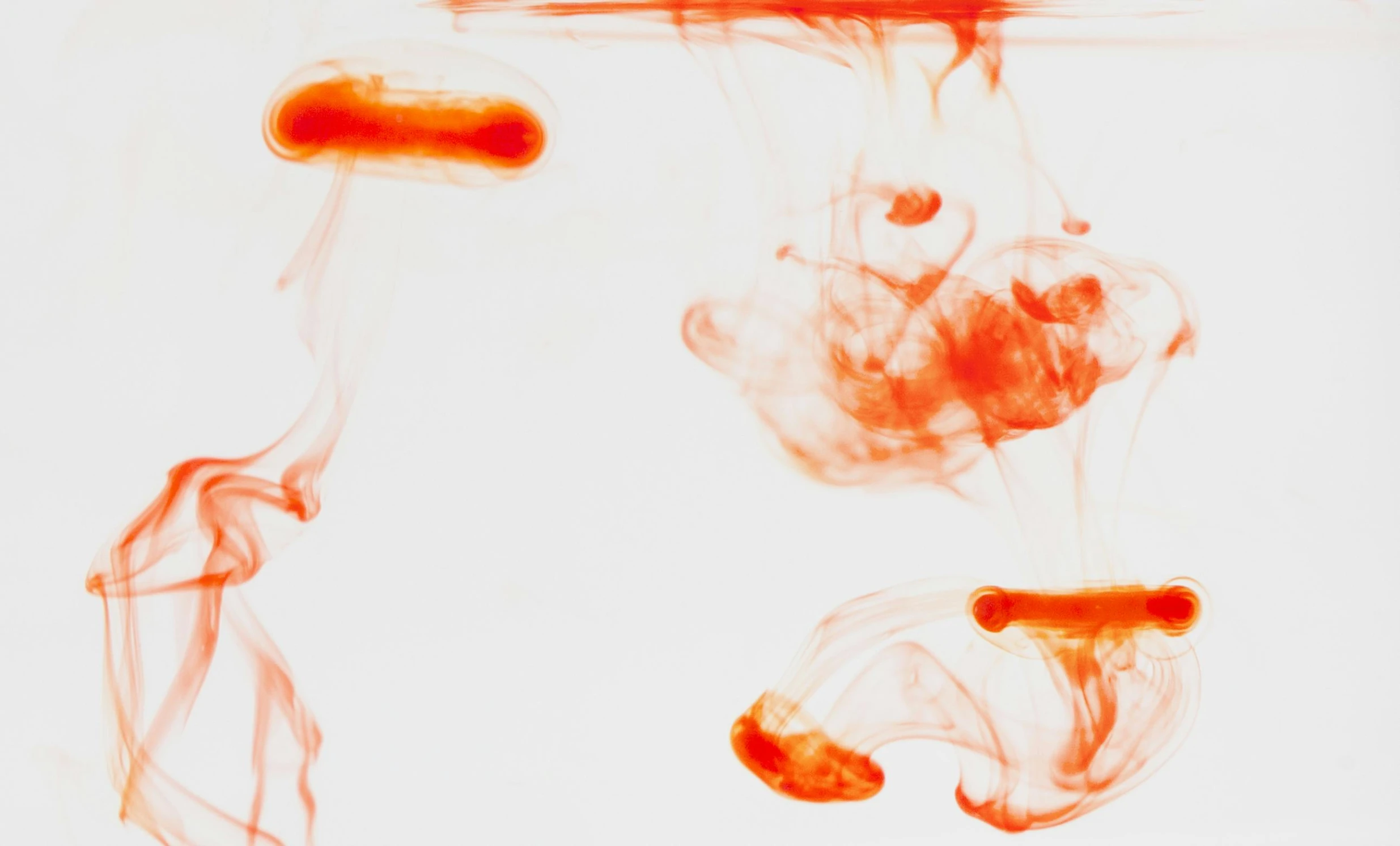 a group of fish floating in a body of water, an abstract drawing, inspired by Anna Füssli, pexels, visual art, red smoke follows his movement, set against a white background, vibrant but dreary orange, 'untitled 9 '