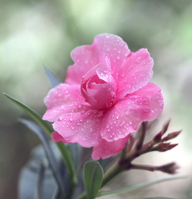 a pink flower with water droplets on it, a portrait, unsplash, shot on sony a 7, slight overcast weather, today\'s featured photograph 4k, photorealistic image