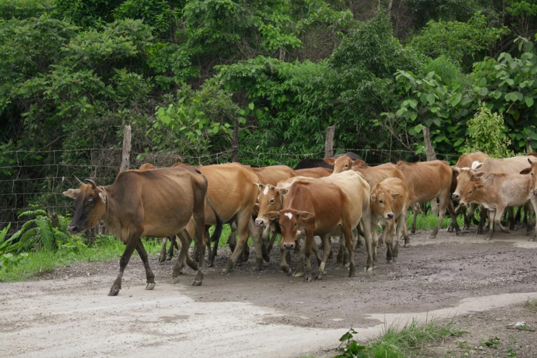 a herd of cattle walking down a dirt road, by Ceferí Olivé, sumatraism, city of armenia quindio, brown, 1 male, to