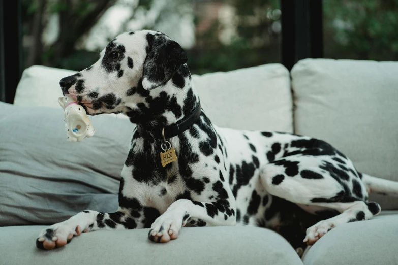 a dalmatian dog sitting on a couch with a toy in its mouth, pexels contest winner, baroque, rings, white freckles, dua lipa, professionally made
