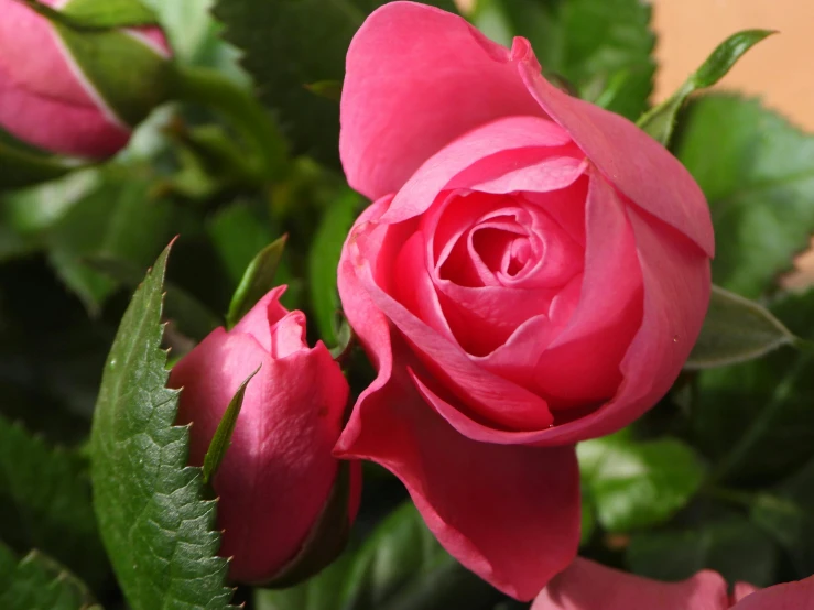 a close up of a pink rose with green leaves, roses and tulips, award - winning, super smooth, pinks