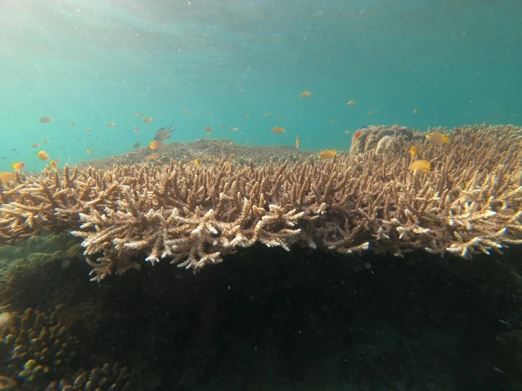 a coral reef with many different types of corals, a digital rendering, by Jessie Algie, unsplash, hurufiyya, low - angle shot from behind, yellow seaweed, slightly tanned, the photo was taken from a boat