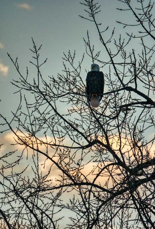 a bird sitting on top of a tree branch, in the sunset, bald eagle, facing away from camera, slide show