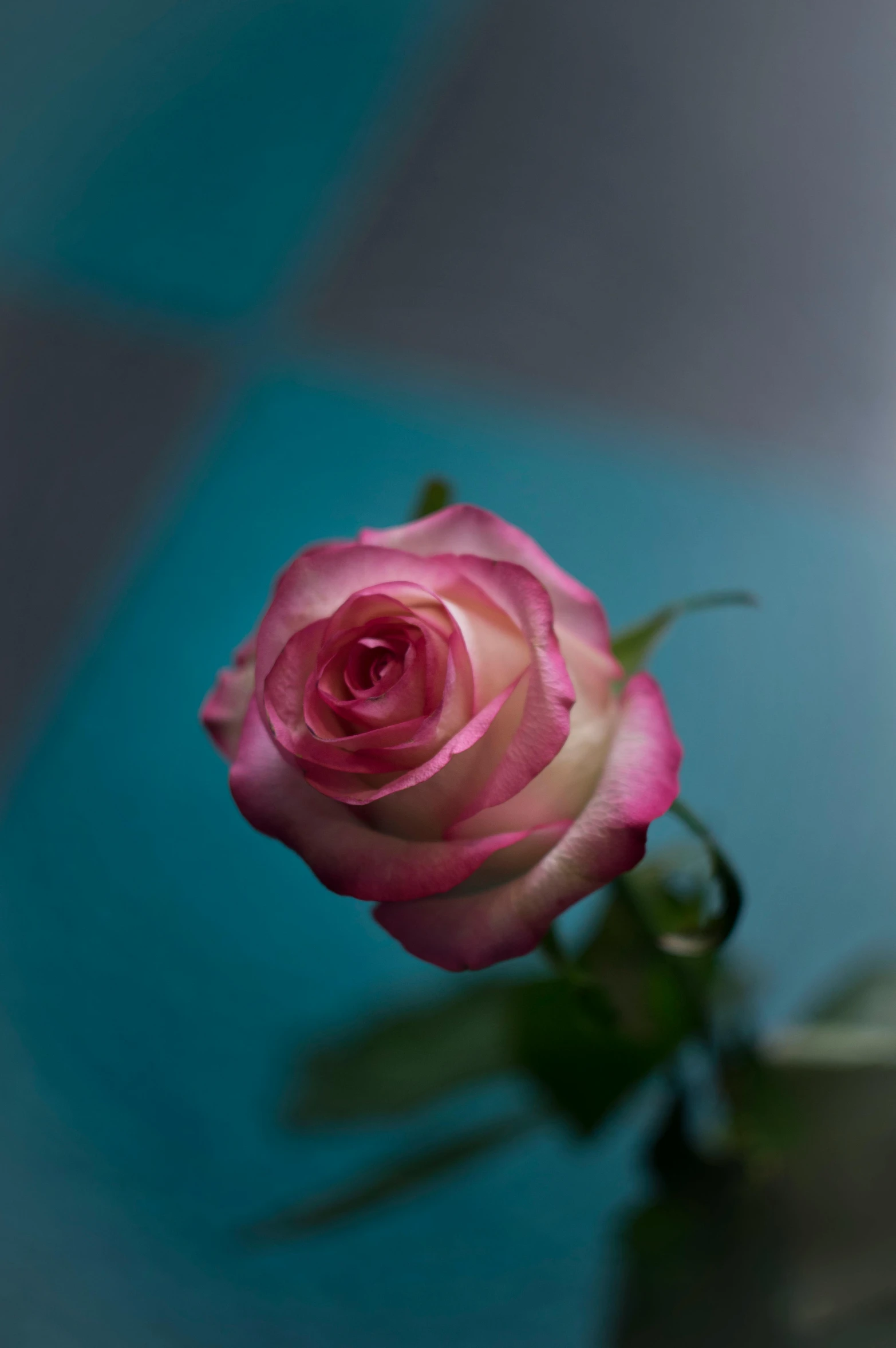 a single pink rose sitting in a vase, inspired by Elsa Bleda, unsplash, pink white turquoise, fully photorealistic, high angle close up shot, paul barson