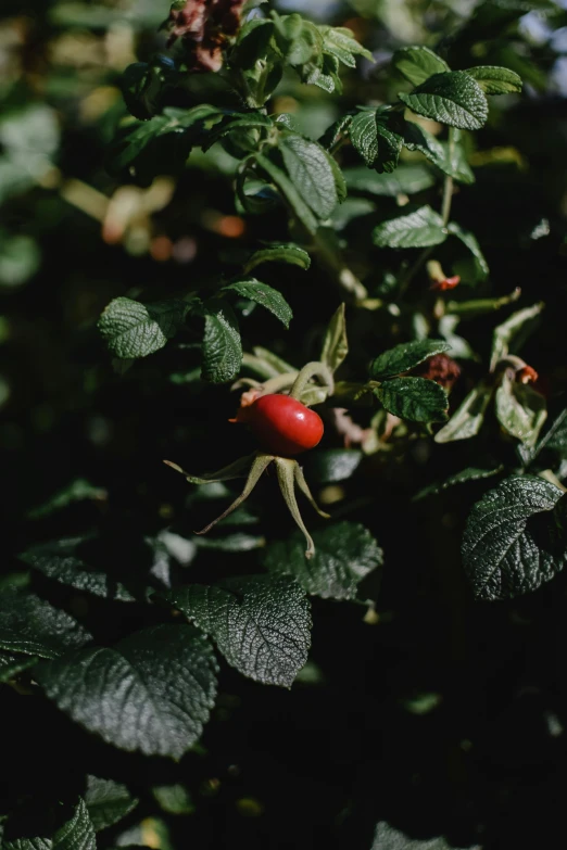 a close up of a plant with berries on it, unsplash, renaissance, rose twining, 1960s color photograph, green, a high angle shot