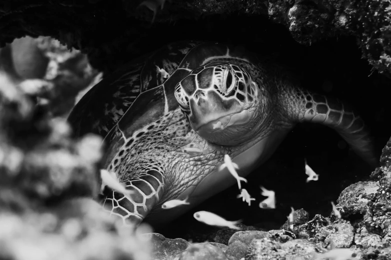 a black and white photo of a sea turtle, by Matt Stewart, unsplash contest winner, covered in coral and barnacles, glowing inside, digging, snout under visor