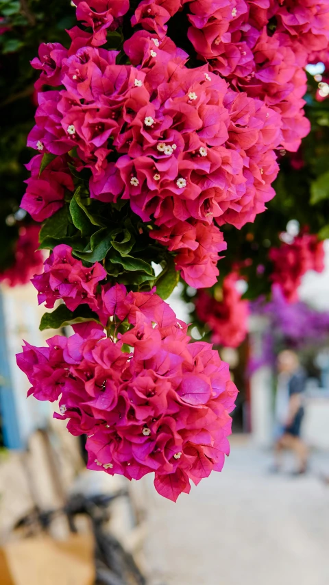 a bunch of pink flowers hanging from a tree, unsplash, arabesque, greece, vivid), shot on sony a 7, street photo