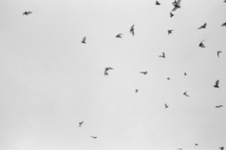 a flock of birds flying in the sky, a black and white photo, by Carl Hoppe, holga 120n, thiago lehmann, birds and butterflies, minimal