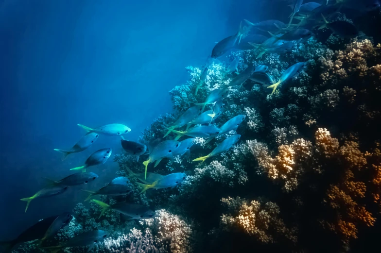 a group of fish swimming on a coral reef, by Gwen Barnard, pexels contest winner, blue and yellow lighting, 🦩🪐🐞👩🏻🦳, blue toned, shot on sony a 7 iii