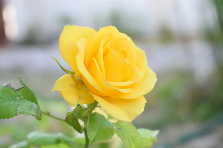 a close up of a yellow rose with green leaves, unsplash, slide show, shot with premium dslr camera, pastel', various posed