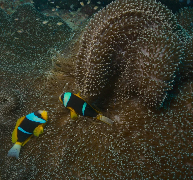 a couple of clown fish sitting on top of a coral, by Dietmar Damerau, pexels contest winner, 🦩🪐🐞👩🏻🦳, cinematic medium shot, bird eye view, sri lanka