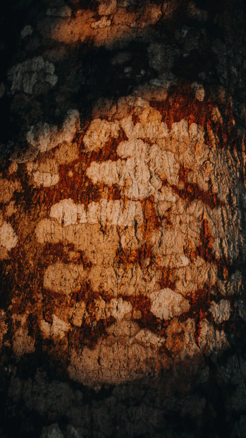 a close up of a rock in the dark, an album cover, inspired by Elsa Bleda, tree bark texture, ((trees)), age marks, brown durand