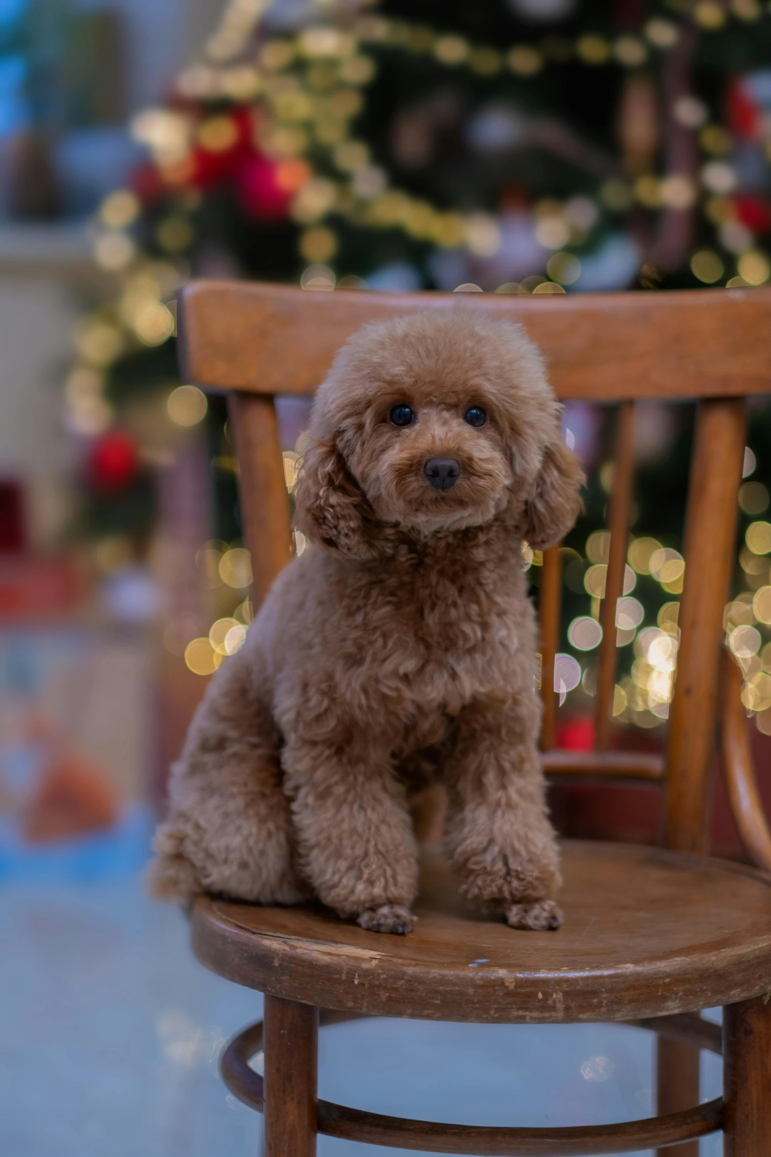 a small brown dog sitting on top of a wooden chair, festive, with a curly perm, bo chen, shot with sony alpha