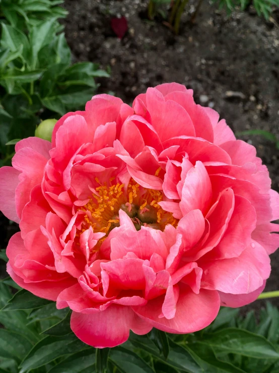 a close up of a pink flower with green leaves, by Sven Erixson, unsplash, peony flower, red blooming flowers, фото девушка курит, high angle close up shot