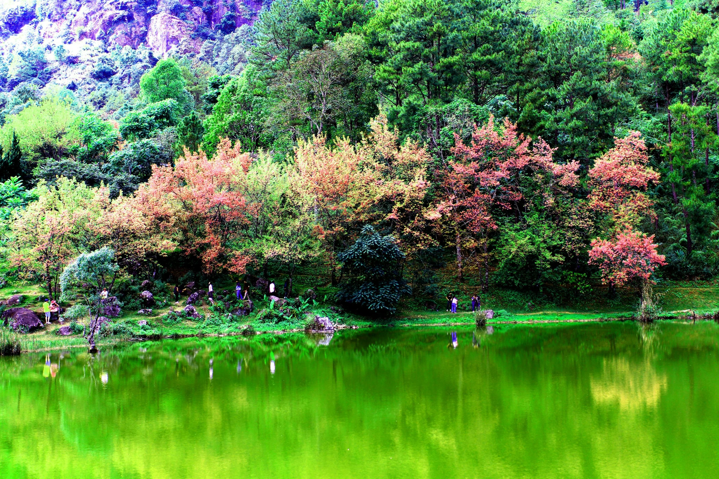 a large body of water surrounded by trees, inspired by Li Keran, pexels contest winner, green and pink, tawa trees, guangjian, autumn