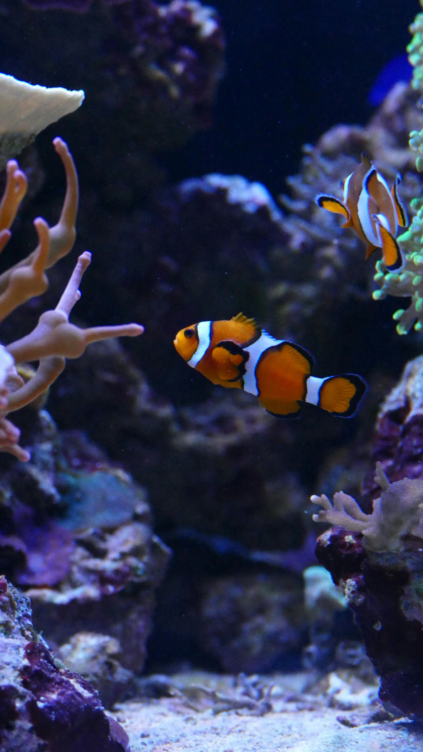 a couple of clown fish swimming in an aquarium, by Robbie Trevino, pexels, kodak photo, slide show, manly, ap photo