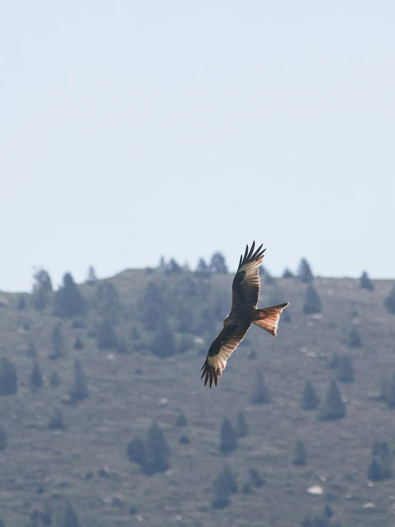 a bird that is flying in the sky, with mountains in the distance, slide show, scottish, overview