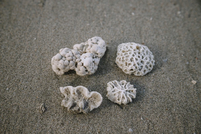 a group of corals sitting on top of a sandy beach, by Nina Hamnett, minimalism, white clay, coxcomb, explorer, worn