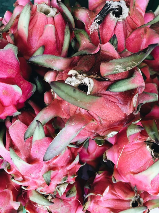 a close up of a bunch of dragon fruit, by Carey Morris, hurufiyya, sparkling petals, wētā fx, flowering pineapples, viewed from a distance