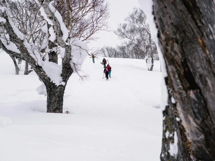 a couple of people riding skis down a snow covered slope, unsplash contest winner, curved trees, “ iron bark, lachlan bailey, colour photo