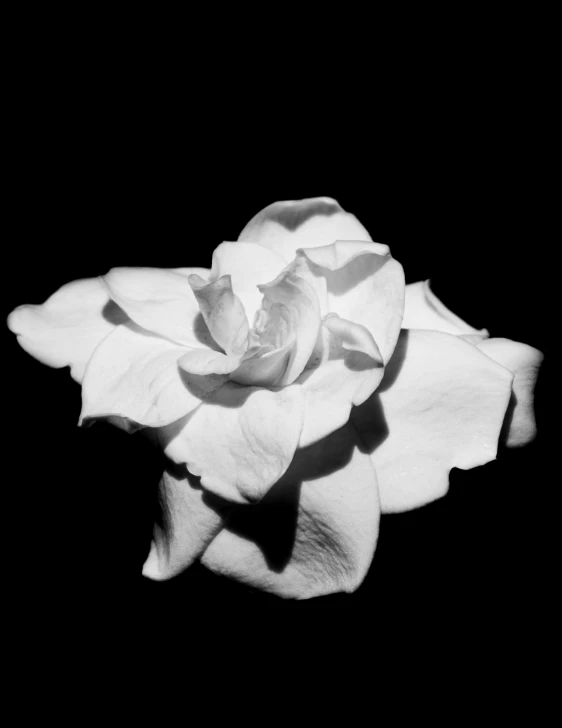 a black and white photo of a flower, a black and white photo, by Clifford Ross, pale porcelain white skin, by joseph binder, shot on iphone 6, 1959