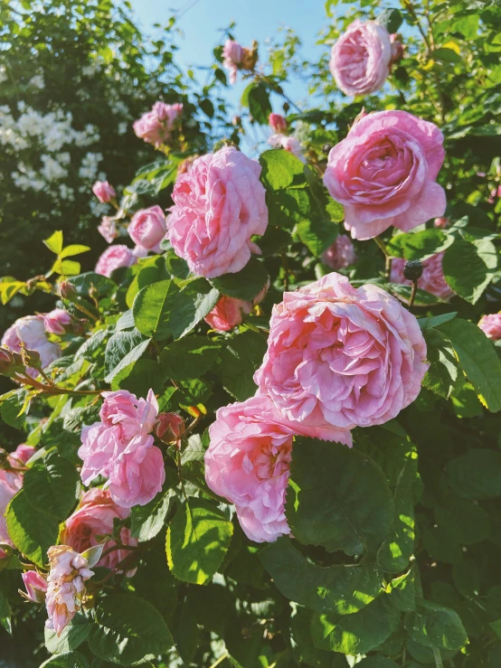 a bush of pink roses on a sunny day, an album cover, inspired by Charlotte Nasmyth, unsplash, romanticism, 🚿🗝📝, instagram story, evening mood, looking happy