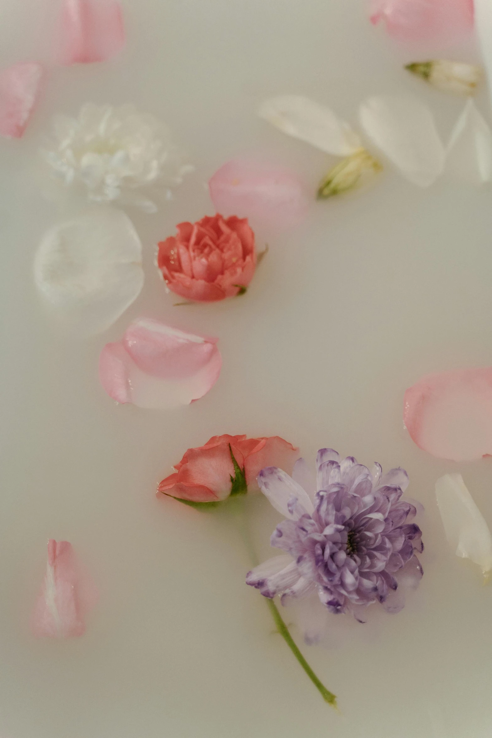 a white plate topped with pink and purple flowers, unsplash, romanticism, pink water in a large bath, ignant, detail shot, patchy flowers