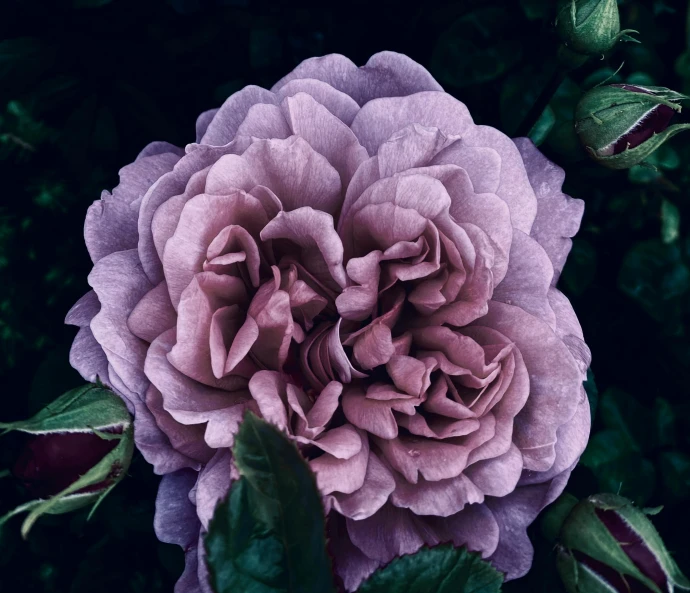 a close up of a purple rose with green leaves, unsplash, in muted colours, gargantuan, made of glazed, auslese