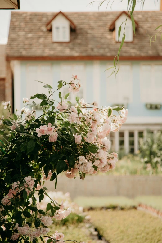 a pink rose bush in front of a white house, inspired by Louis Buvelot, unsplash, arts and crafts movement, rustic setting, view from a distance, jasmine, exterior view