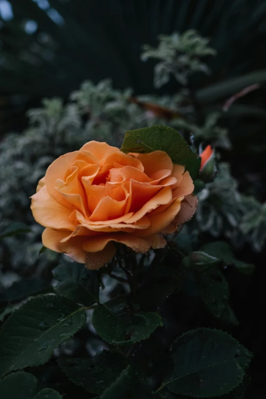 a close up of a flower on a plant, inspired by Elsa Bleda, unsplash contest winner, romanticism, crown of peach roses, overcast dusk, (light orange mist), night time