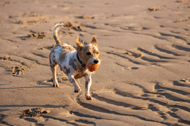 a small dog running on a beach with a ball in its mouth, by Jan Tengnagel, pexels contest winner, dappled in evening light, brown, jack russel terrier, mixed animal