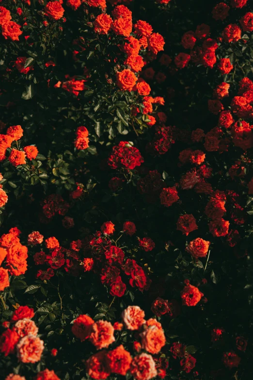 a bunch of red flowers sitting on top of a lush green field, an album cover, inspired by Elsa Bleda, unsplash contest winner, red neon roses, dark flower pattern wallpaper, dark orange, tall
