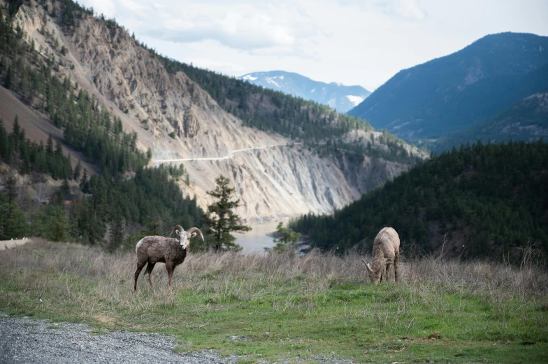 a couple of animals that are standing in the grass, by Brigette Barrager, pexels contest winner, landslide road, valley, sheep, evergreen valley