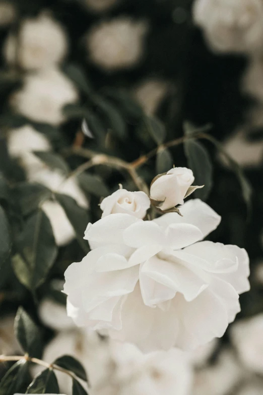 a white rose is blooming in a garden, by Robbie Trevino, trending on unsplash, porcelain skin ”, wedding, low detail, dreamy soft