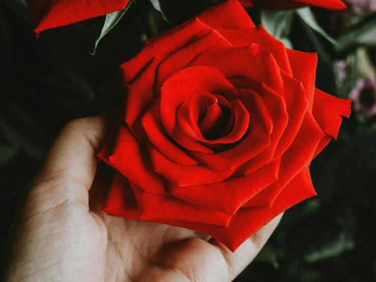 a person holding a red rose in their hand, zoomed in, highly upvoted, carefully crafted, soft and intricate