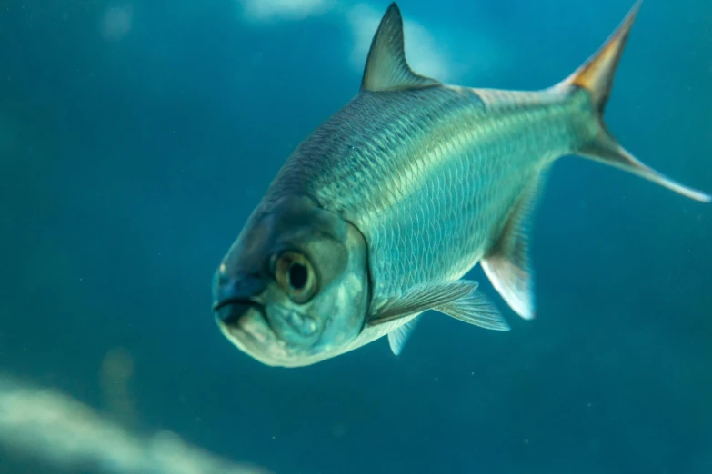 a fish that is swimming in the water, with a blue background, silver eyes, endangered, featured