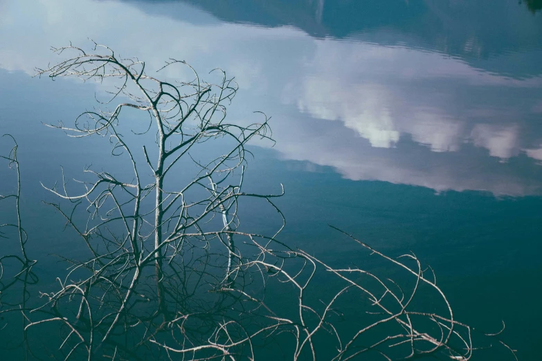 a tree that is standing in the water, inspired by Elsa Bleda, pexels contest winner, twigs, lake blue, reflective skin, paul barson