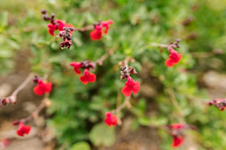 a close up of a plant with red flowers, in salvia divinorum, tiny crimson petals falling, brown flowers, bittersweet