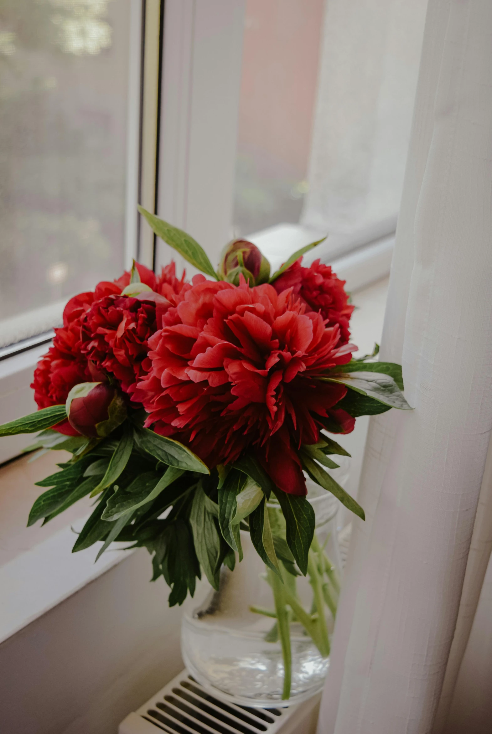 a vase filled with red flowers sitting on a window sill, peonies, dressed in red velvet, masterful