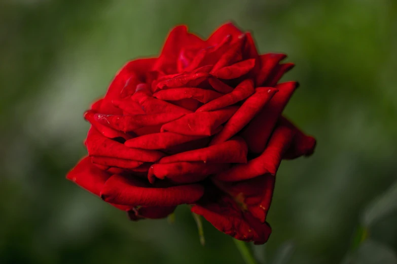 a close up of a red rose with water droplets, inspired by Elsa Bleda, pexels contest winner, paul barson, green bright red, a handsome