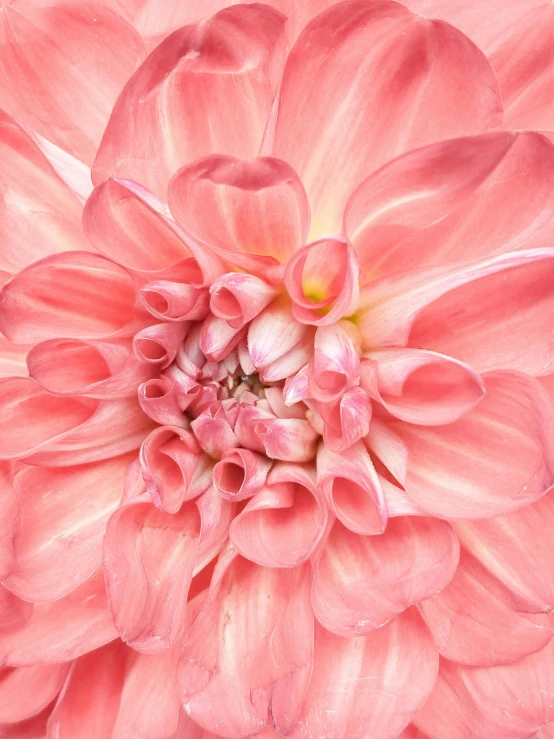 a close up of a pink flower on a white background, by Carey Morris, shutterstock contest winner, hyperrealism, dahlias, today\'s featured photograph 4k, intricate detail realism hdr, high angle close up shot