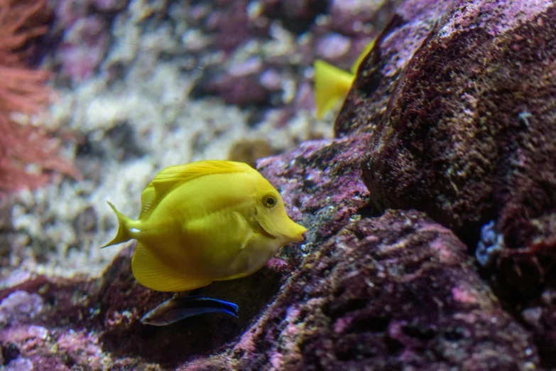 a yellow fish sitting on top of a rock, under the sea