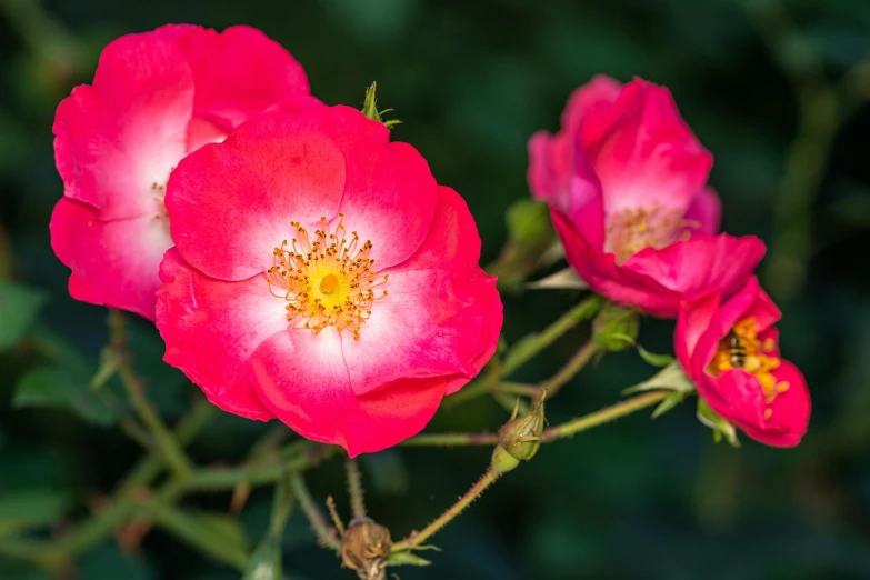 a group of pink flowers sitting on top of a lush green field, a portrait, inspired by Toros Roslin, unsplash, rose, glowing red, closeup photograph, manuka