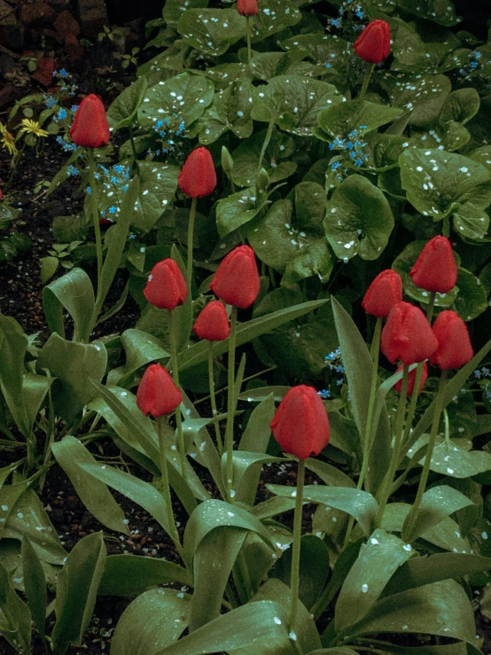 a bunch of red tulips in a garden, an album cover, by Jan Tengnagel, fine art, ektachrome color photograph, ( ( photograph ) ), rainy, 4 k photorealism