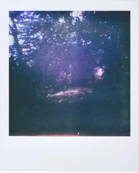 a polaroid picture of a person in the woods, color field, small streaks of light through, long violet and green trees, ((trees)), back yard