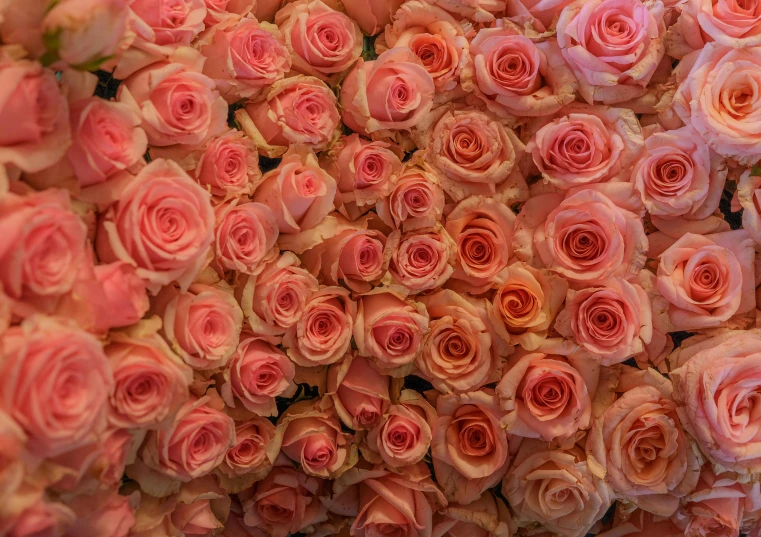 a close up of a bunch of pink roses, by Carey Morris, zoomed out to show entire image, bouquets, premium quality, pink orange flowers
